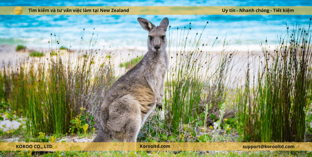 Xuất khẩu lao động ÚC dễ dàng hơn với visa New Zealand