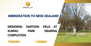 Memorial Daffodil Field at Kuirau Park Nearing Completion