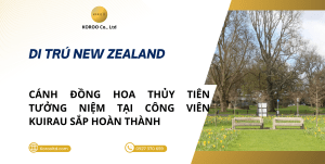 Cánh Đồng Hoa Thủy Tiên Tưởng Niệm Tại Công Viên Kuirau Sắp Hoàn Thành