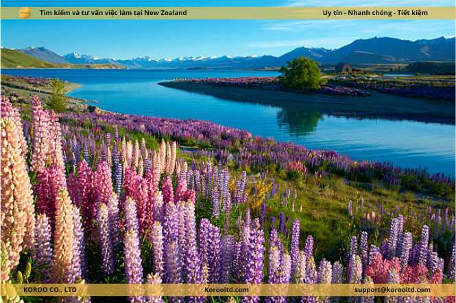 Khám phá mùa xuân ở đảo nam New Zealand