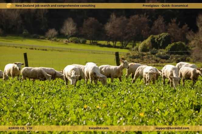 New Zealand - Farmer Confidence Increases Amid Upturn in Agriculture Sector